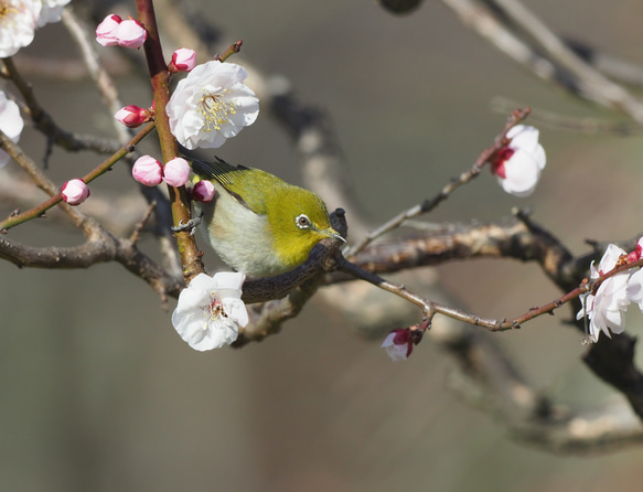 ToriTori大阪泉州製４重ガーゼハンカチ　メジロ　サイズ34ｃｍ角　綿100％　大阪泉州製 4枚目の画像