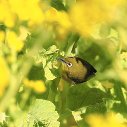 ToriTori大阪泉州製４重ガーゼハンカチ　メジロ　サイズ34ｃｍ角　綿100％　大阪泉州製 3枚目の画像