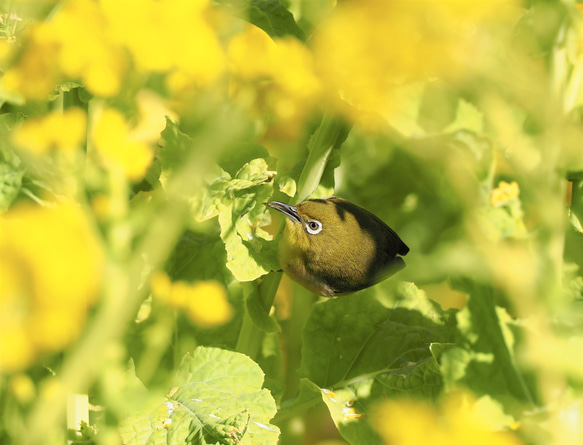ToriTori大阪泉州製４重ガーゼハンカチ　メジロ　サイズ34ｃｍ角　綿100％　大阪泉州製 3枚目の画像