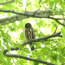 ToriTori大阪泉州製３重ガーゼハンカチ　フクロウ3種　サイズ２５ｃｍ角　綿100％　大阪泉州製 5枚目の画像