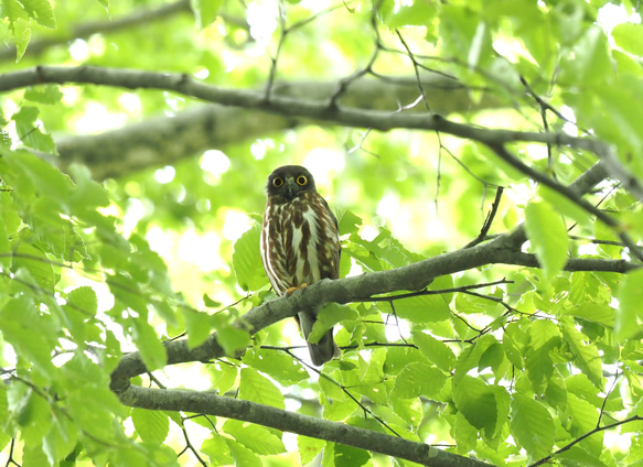 ToriTori大阪泉州製３重ガーゼハンカチ　フクロウ3種　サイズ２５ｃｍ角　綿100％　大阪泉州製 5枚目の画像