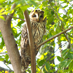 ToriTori大阪泉州製３重ガーゼハンカチ　フクロウ3種　サイズ２５ｃｍ角　綿100％　大阪泉州製 3枚目の画像