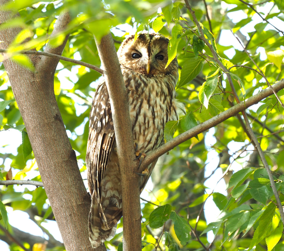 ToriTori大阪泉州製３重ガーゼハンカチ　フクロウ3種　サイズ２５ｃｍ角　綿100％　大阪泉州製 3枚目の画像