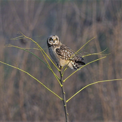 ToriTori大阪泉州製３重ガーゼハンカチ　フクロウ3種　サイズ２５ｃｍ角　綿100％　大阪泉州製 4枚目の画像