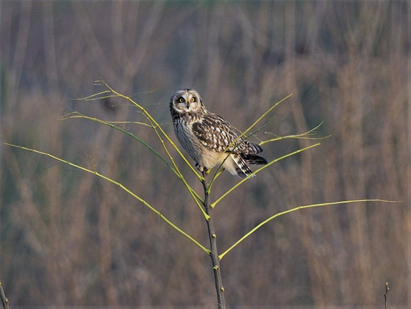 ToriTori大阪泉州製３重ガーゼハンカチ　フクロウ3種　サイズ２５ｃｍ角　綿100％　大阪泉州製 4枚目の画像