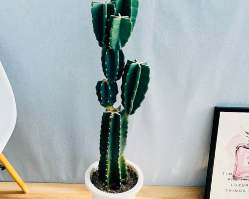 918355ca33c5abe466f9cd49eaf45e