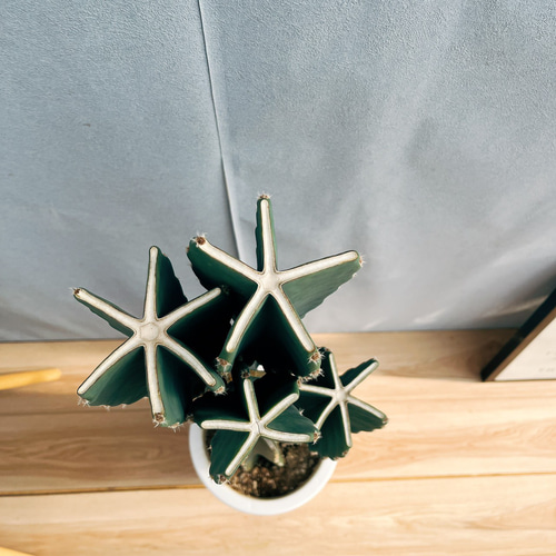 現品］18番 柱サボテン 鬼面角 ブランチ 8号 観葉植物 室内