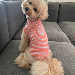 犬服！スプリングボーダー♡オレンジ×水色⭐︎XS.S.M.DXS.DS.DM 3枚目の画像