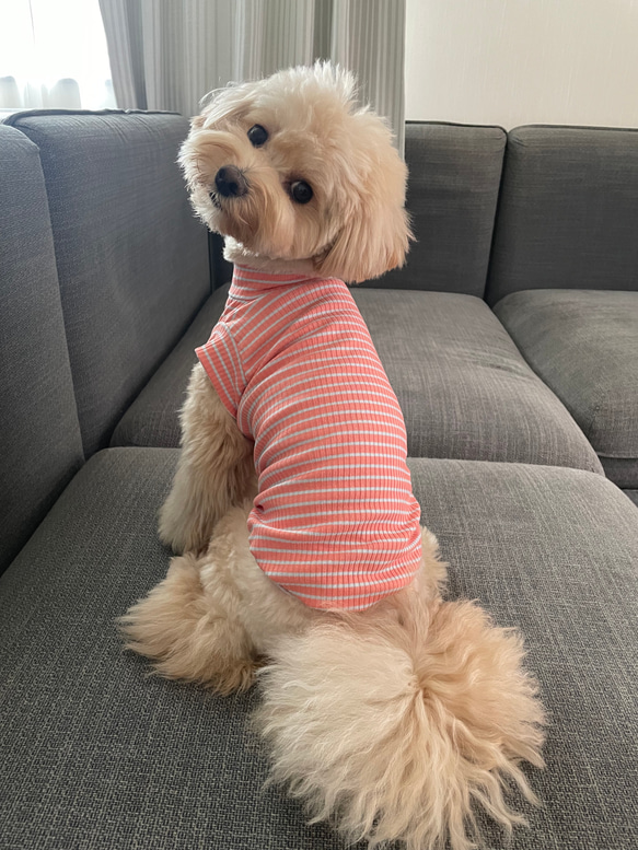 犬服！スプリングボーダー♡オレンジ×水色⭐︎XS.S.M.DXS.DS.DM 3枚目の画像