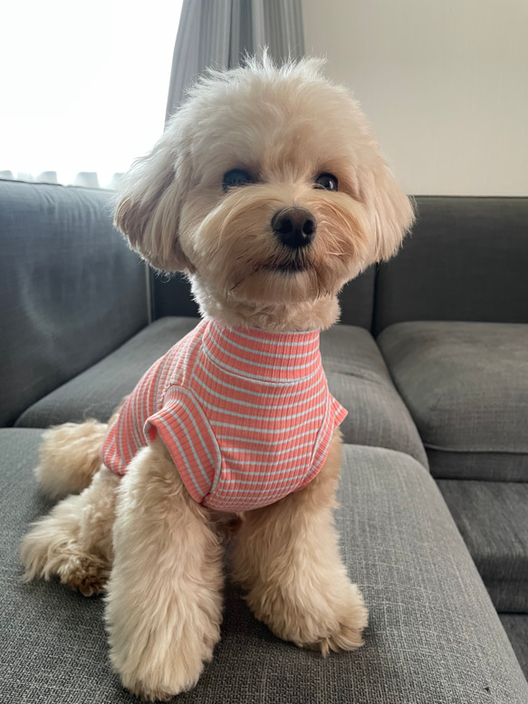 犬服！スプリングボーダー♡オレンジ×水色⭐︎XS.S.M.DXS.DS.DM 1枚目の画像