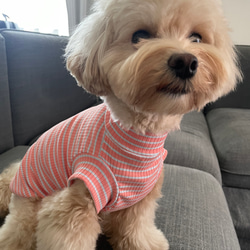 犬服！スプリングボーダー♡オレンジ×水色⭐︎XS.S.M.DXS.DS.DM 2枚目の画像