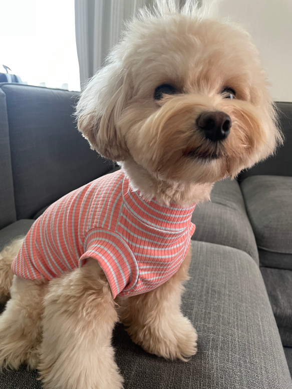 犬服！スプリングボーダー♡オレンジ×水色⭐︎XS.S.M.DXS.DS.DM 2枚目の画像