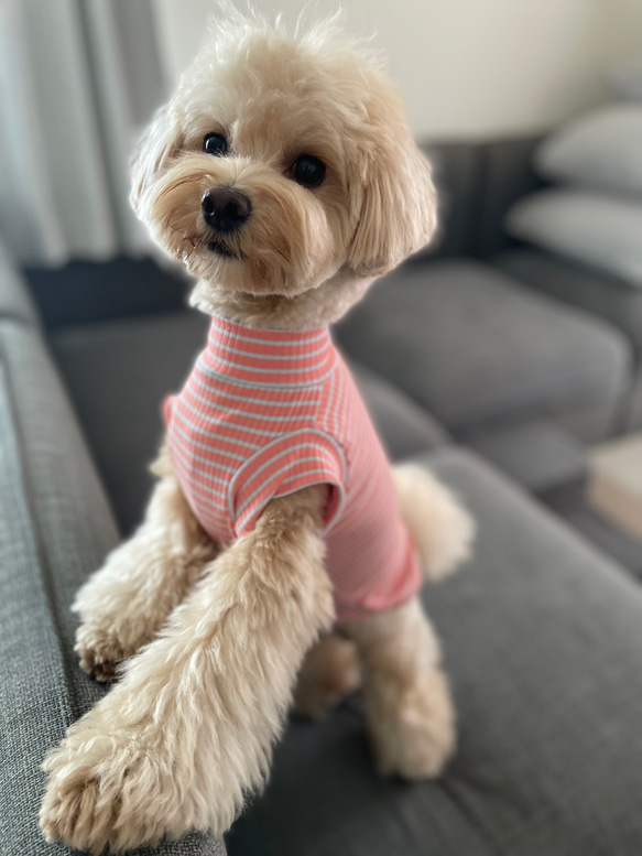 犬服！スプリングボーダー♡オレンジ×水色⭐︎XS.S.M.DXS.DS.DM 4枚目の画像