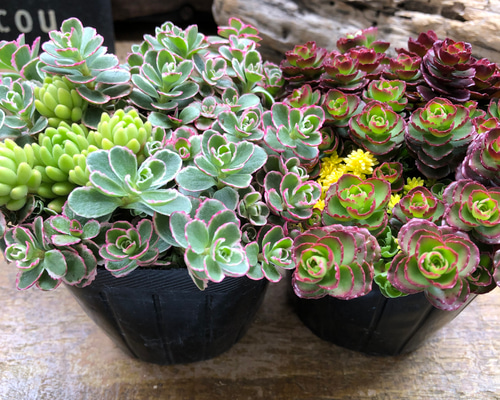 2個セット♡寄せ植え♡セダム♡多肉植物♡寄せ植え♡ガーデニング