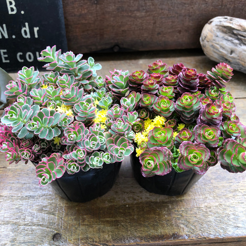 2個セット♡寄せ植え♡セダム♡多肉植物♡寄せ植え♡ガーデニング