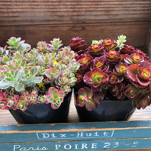 2個セット♡寄せ植え♡セダム♡多肉植物♡寄せ植え♡ガーデニング