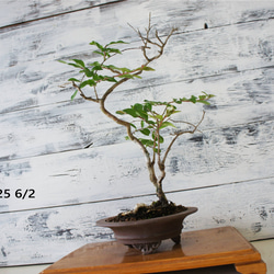 盆栽 『イチョウ』 紅葉 インテリア 観葉植物 ガーデニング 送料無料 b125