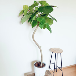 希少】パキラ ミルキーウェイ 実生 新芽 Sサイズ 観葉植物 calm