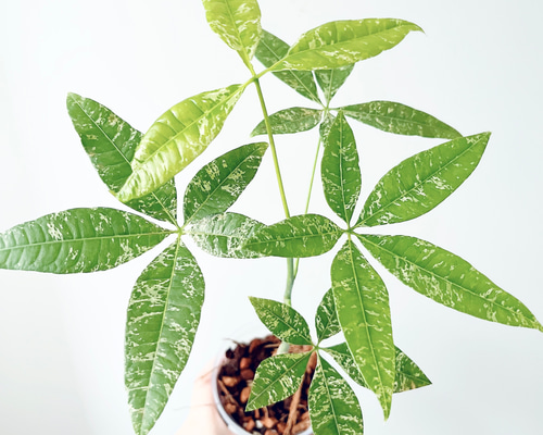 希少》斑入り パキラ ミルキーウェイ 実生 新芽 Sサイズ 観葉植物 y
