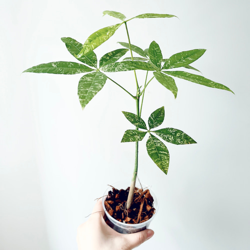 希少》斑入り パキラ ミルキーウェイ 実生 新芽 Sサイズ 観葉植物 y