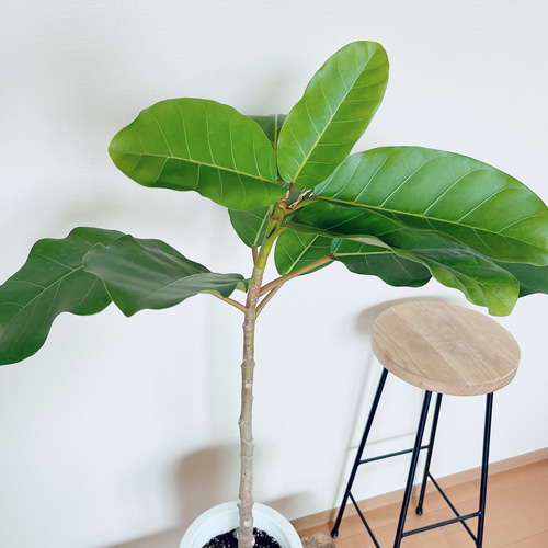現品のみ》フィカス アフリカンプリンス Lサイズ 観葉植物 calm