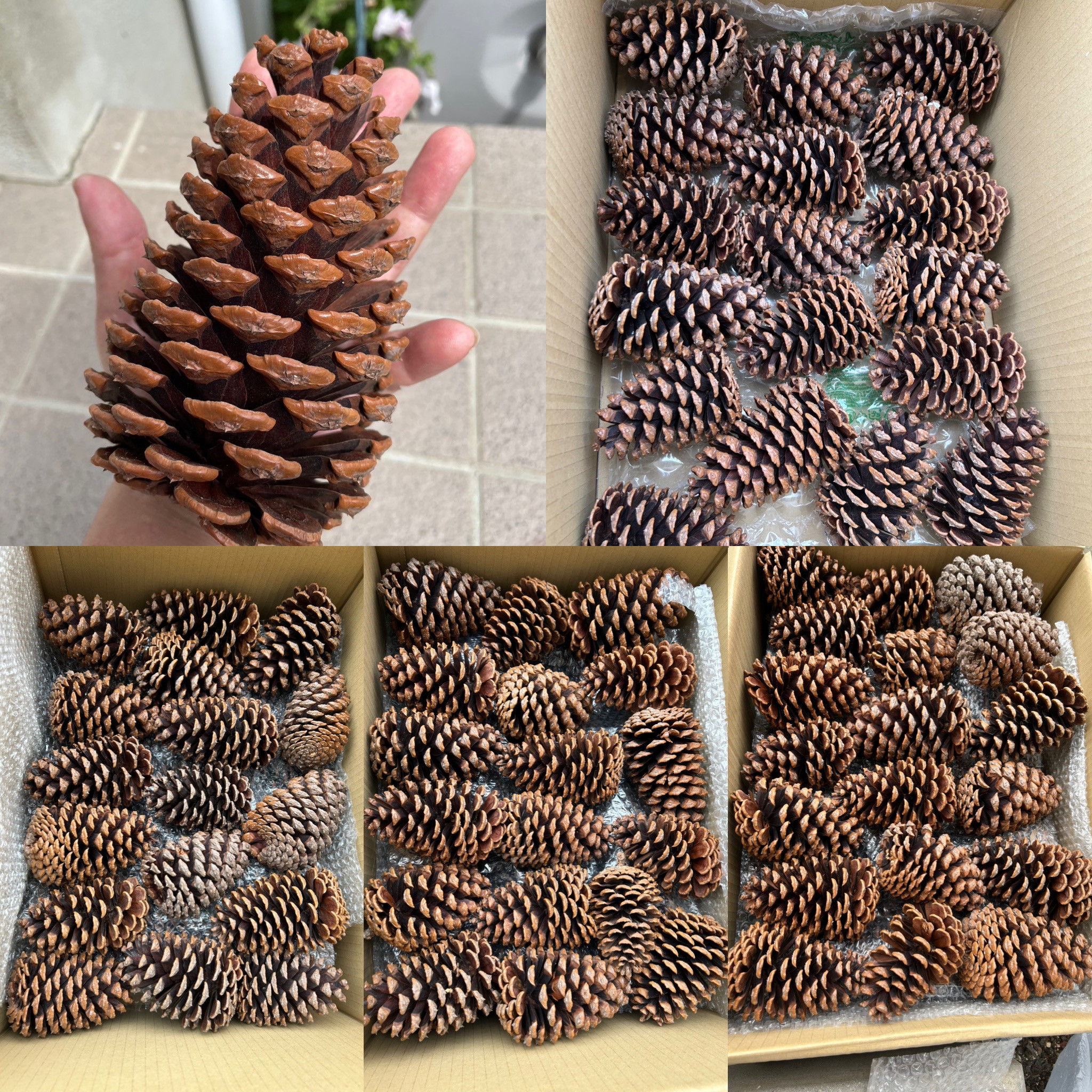 大きな松ぼっくり　７２個    13