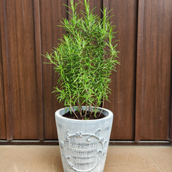 オリーブの木　10号　白色鉢植え　エルグレコ　H140 オリーブの木 10号 白色鉢植え エルグレコ H140 - メルカリ