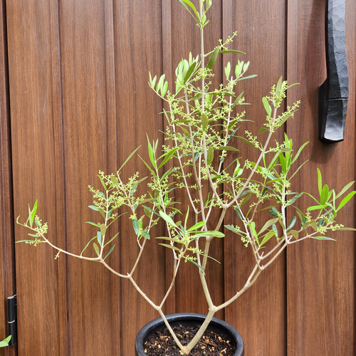 オリーブの木 ネバディロブランコ デザインテラコッタ鉢植え 苗