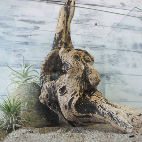 流木 あく抜き処理 煮沸消毒済 テラリウム 爬虫類 登り木 レイアウト