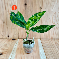 希少種 アグラオネマ ピクタムトリカラー ワイド その他インテリア雑貨