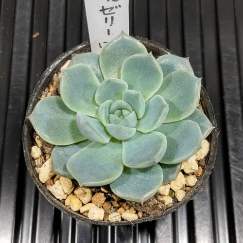 秘境ゼリー C063 エケベリア属 多肉植物 抜き苗 多肉植物 みっ