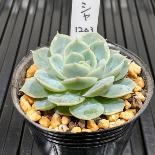 ベ*コ様 C2040×35株 ジプシー錦 抜き苗 多肉植物 エケベリア サボテン ジプシー錦 (カット苗)【エケベリア 多肉植物】 多肉植物