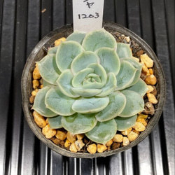 み*さ様 E-578×12株 メデューサ錦 抜き苗 多肉植物 エケベリア サーシャ C064 エケベリア属 多肉植物 抜き苗 多肉植物 みっくす