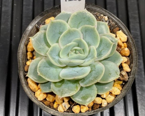 ベ*コ様 C2040×35株 ジプシー錦 抜き苗 多肉植物 エケベリア サボテン ベ*コ様 C2040×35株 ジプシー錦 抜き苗 多肉植物 エケベリア