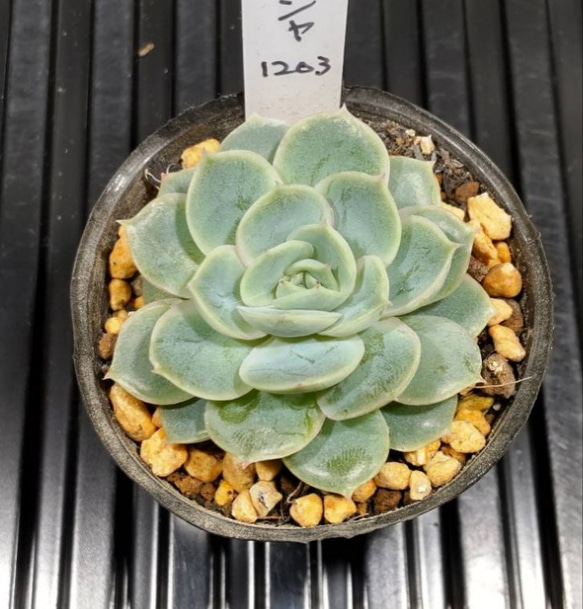 多肉植物　エケベリア　販売会　キャサリンページ サーシャ C064 エケベリア属 多肉植物 抜き苗 多肉植物 みっくす