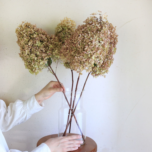 花丈約25cm以上】ミナヅキ枝つき 大 ピンクベージュ アジサイ あじさい