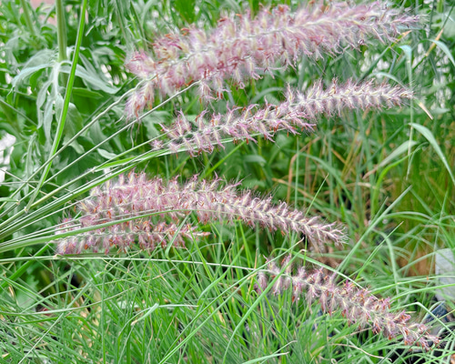 ペニセタム カーリーローズ 苗 同梱にでも ユーフォルビアフェンズルビー ピンクの穂☆ ペニセタム苗 カーリーローズ アートフラワー Little