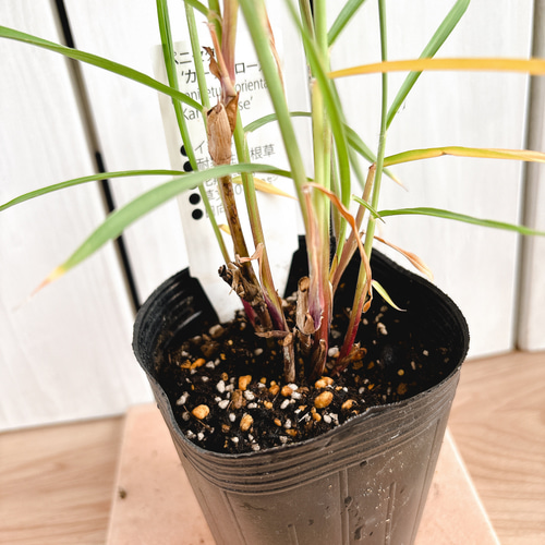 ピンクの穂☆ ペニセタム苗 カーリーローズ アートフラワー Little