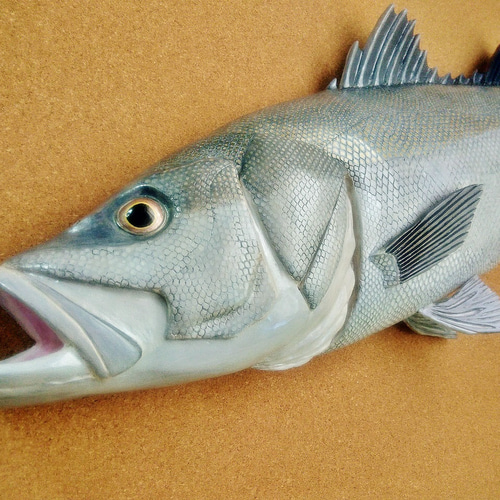 立体魚拓　シーバス　スズキ 立体魚拓 シーバス スズキ 鱸 その他置物 Lazuli World 通販