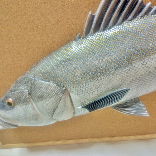 立体魚拓　シーバス　スズキ 立体魚拓 シーバス スズキ 鱸 その他置物 Lazuli World 通販