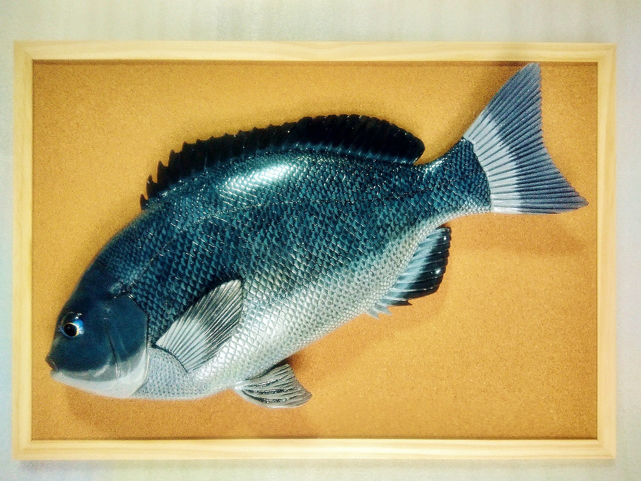 立体魚拓　グレ　メジナ　口太グレ　口太メジナ 立体魚拓 グレ メジナ 口太グレ 口太メジナ 立体・オブジェ