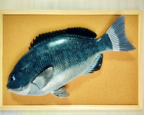 立体魚拓　グレ　メジナ　口太グレ　口太メジナ 立体魚拓 グレ メジナ 口太グレ 口太メジナ 立体・オブジェ Lazuli