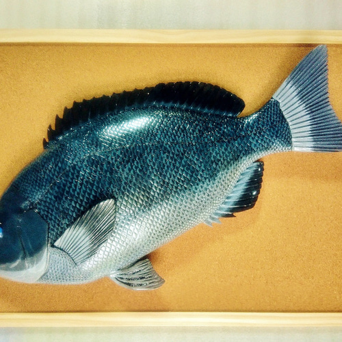 立体魚拓　グレ　メジナ　口太グレ　口太メジナ 立体魚拓 グレ メジナ 口太グレ 口太メジナ 立体・オブジェ Lazuli