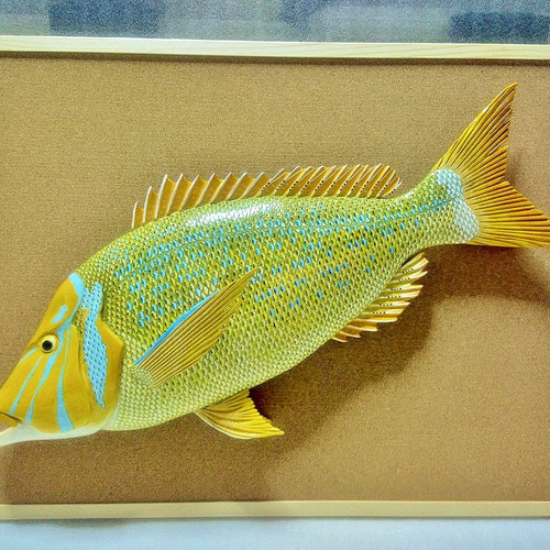 立体魚拓　ハマフエフキ　タマン　タマミ 立体魚拓 ハマフエフキ タマン タマミ 絵画 Lazuli World 通販