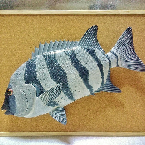 立体魚拓 イシダイ 石鯛 絵画 Lazuli World 通販 19405302｜Creema