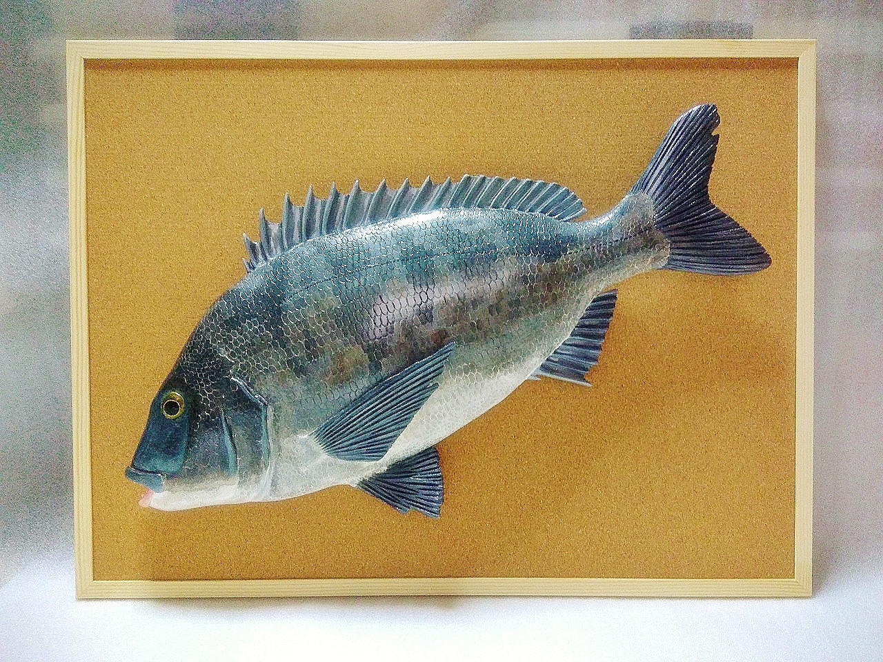 立体魚拓　チヌ　黒鯛　クロダイ 立体魚拓　チヌ　黒鯛　クロダイ