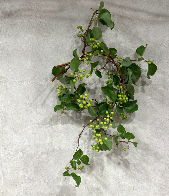 サンキライの流れるリース】生花からドライフラワーへ 夏を