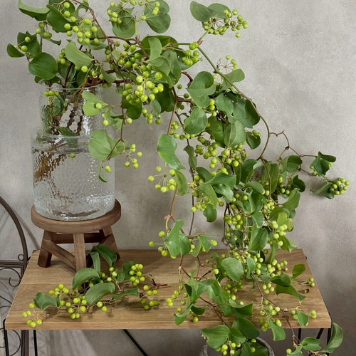 ＊Natural＊初夏の爽やかグリーンリース☀︎ドライフラワーリース Natural＊初夏の爽やかグリーンリース☀︎ドライフラワーリース