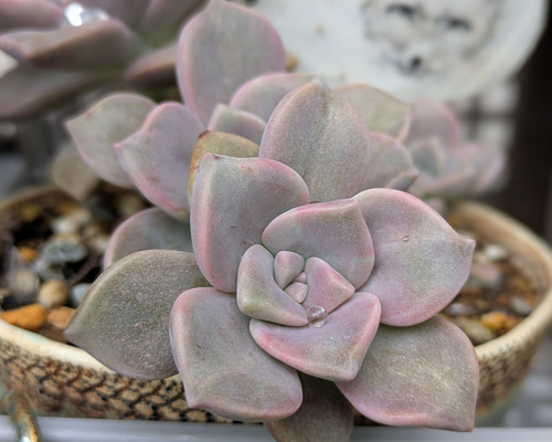 多肉植物 パープルディライト カット苗 1つ 多肉植物 ミクロ
