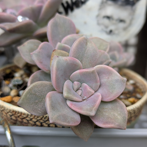 多肉植物　パープルディライト抜き苗 652d3379219271d2e649aab0b10715